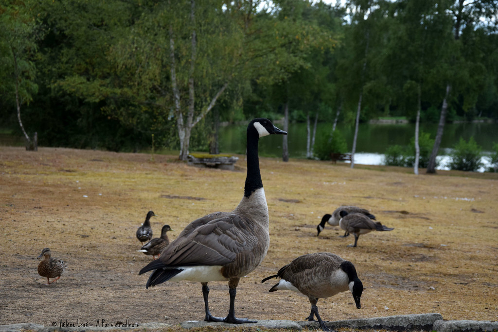 Canada geese & friends by parisouailleurs