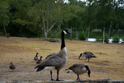 13th Aug 2018 - Canada geese & friends