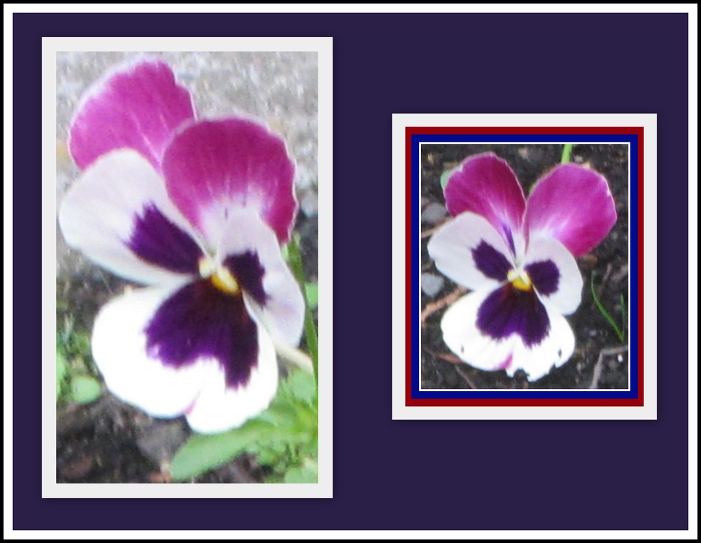 Church garden pansy flowers. by grace55