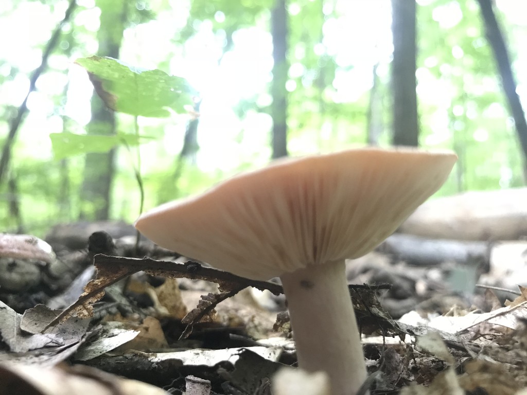 Sunday mushroom  by annymalla