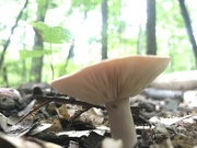 12th Aug 2018 - Sunday mushroom 