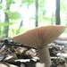 Sunday mushroom  by annymalla