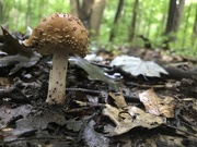 16th Aug 2018 - Mushroom day!