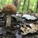 Mushroom day! by annymalla