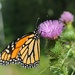 Day 219: Magnificent Monarch by jeanniec57