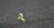 8th Aug 2018 - Day 220: Inch worm on my car seat...