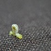 Day 220: Inch worm on my car seat... by jeanniec57