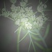 Day 222: Queen Anne's Lace by jeanniec57
