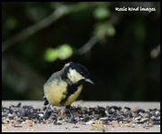 17th Aug 2018 - Great Tit