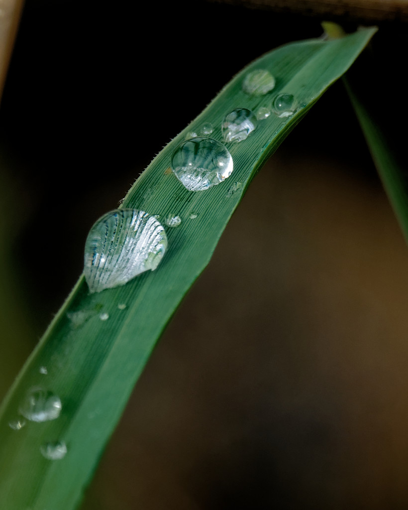 dew on grass by rminer