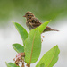 sparrow milkweed by rminer