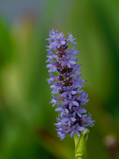 17th Aug 2018 - Pickerelweed