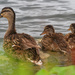 duck trio by rminer