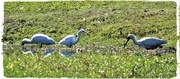 18th Aug 2018 - Two Spoonbills &  A Heron ~.