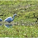 Two Spoonbills &  A Heron ~. by happysnaps