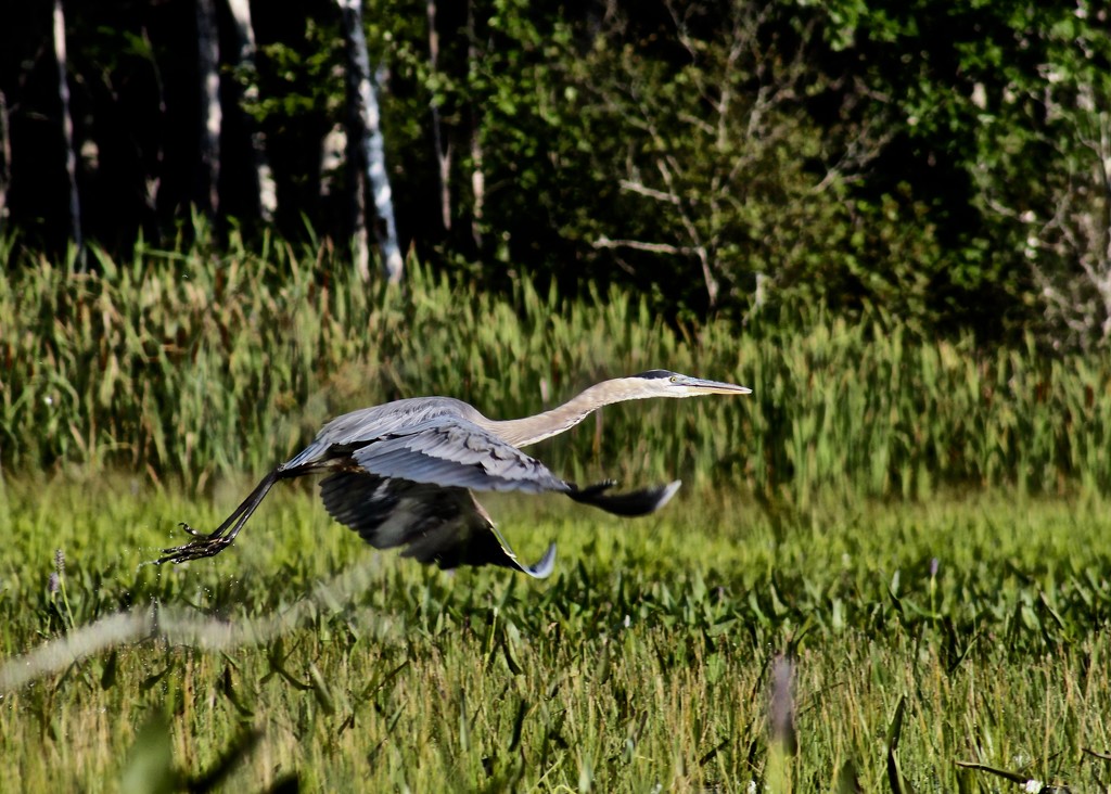Great Blue Heron Taking Flight by rob257