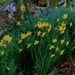 daffodils in the rain by maggiemae