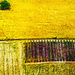 fields  by pistache