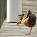 duck on the dock by amyk
