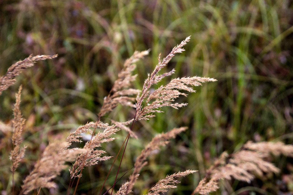 Graceful Grasses by jetr
