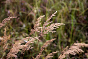 13th Aug 2018 - Graceful Grasses