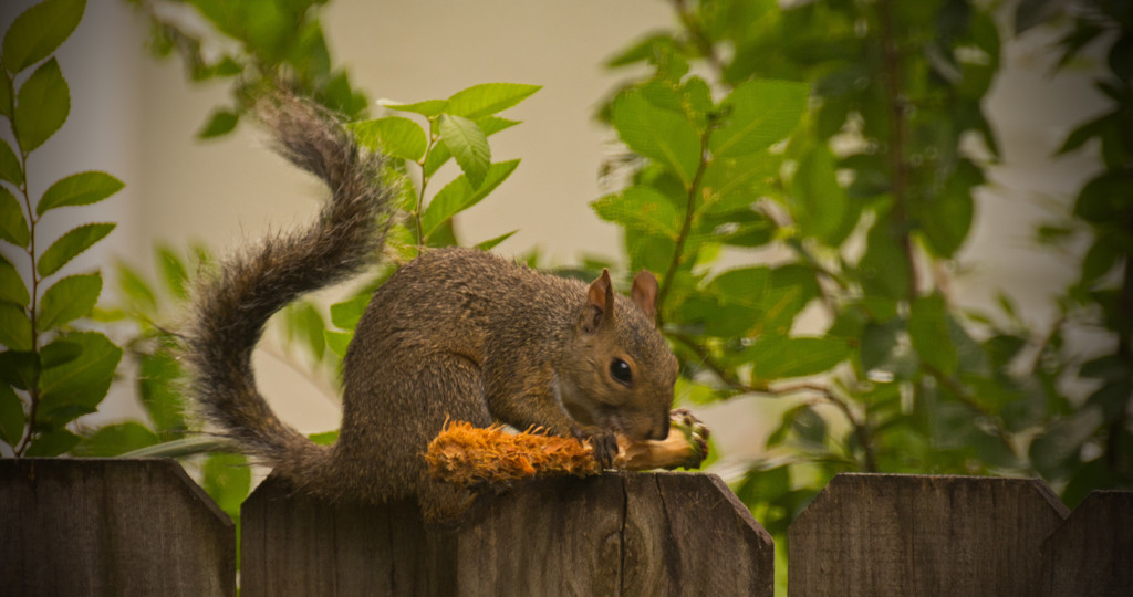 Mr Squirrel With His Corn on the Cob! by rickster549