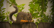 17th Aug 2018 - Mr Squirrel With His Corn on the Cob!