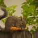 Mr Squirrel With His Corn on the Cob! by rickster549
