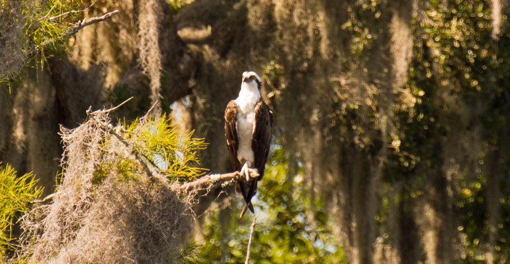 Osprey Standing Proud by rickster549