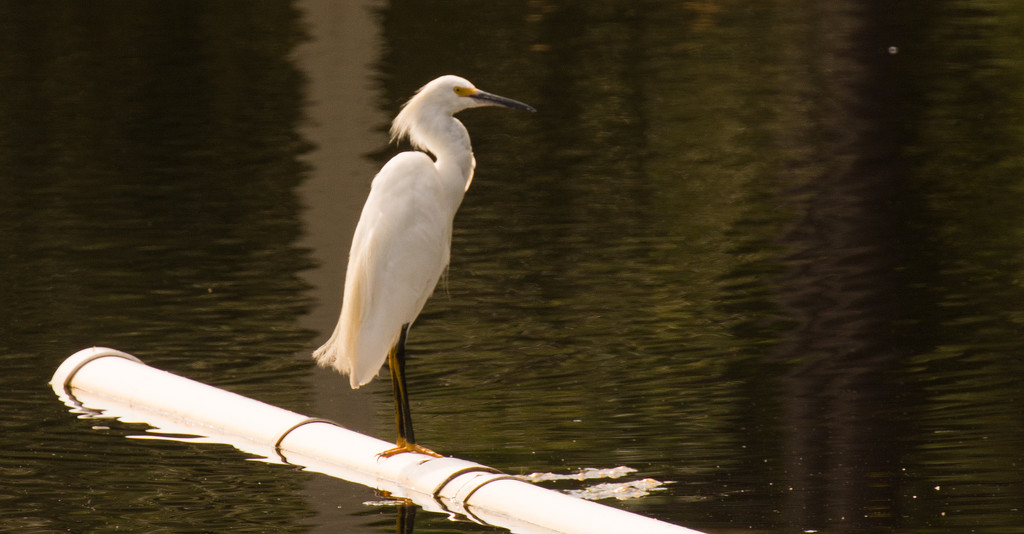 Snowy Egret on the PVC Pipe! by rickster549