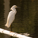 Snowy Egret on the PVC Pipe! by rickster549