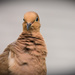 The Dove, Keeping an Eye on Me! by rickster549