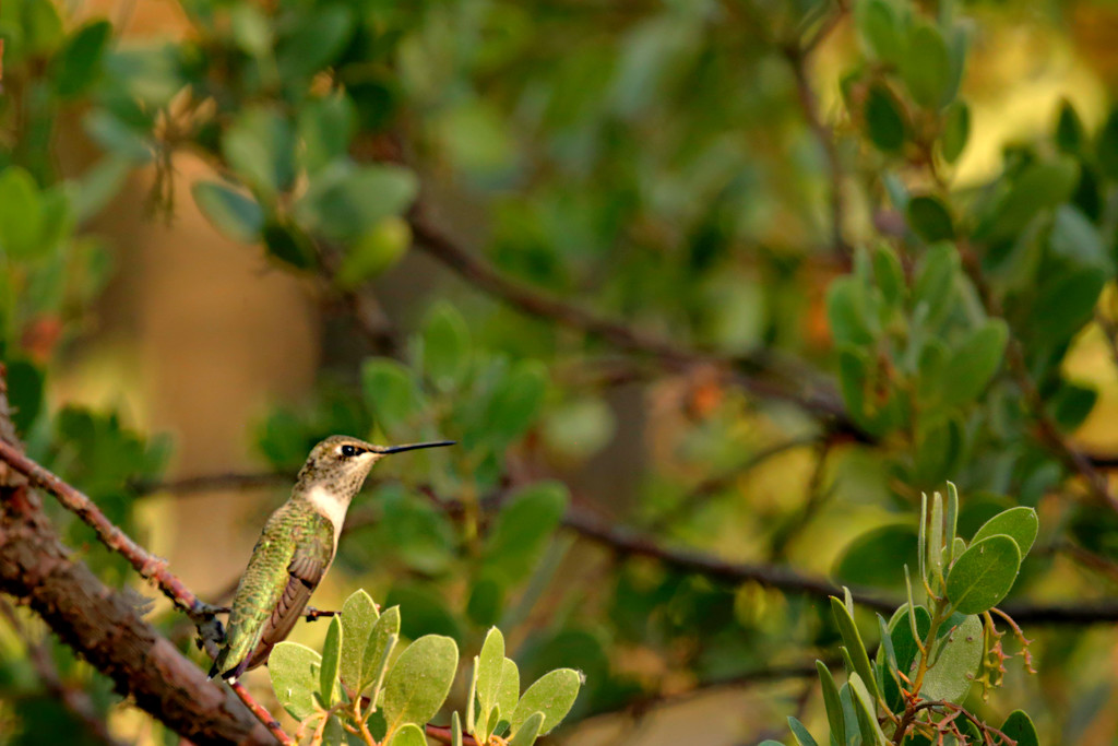 Hummingbird by gq