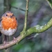 Robin on branch by pamknowler