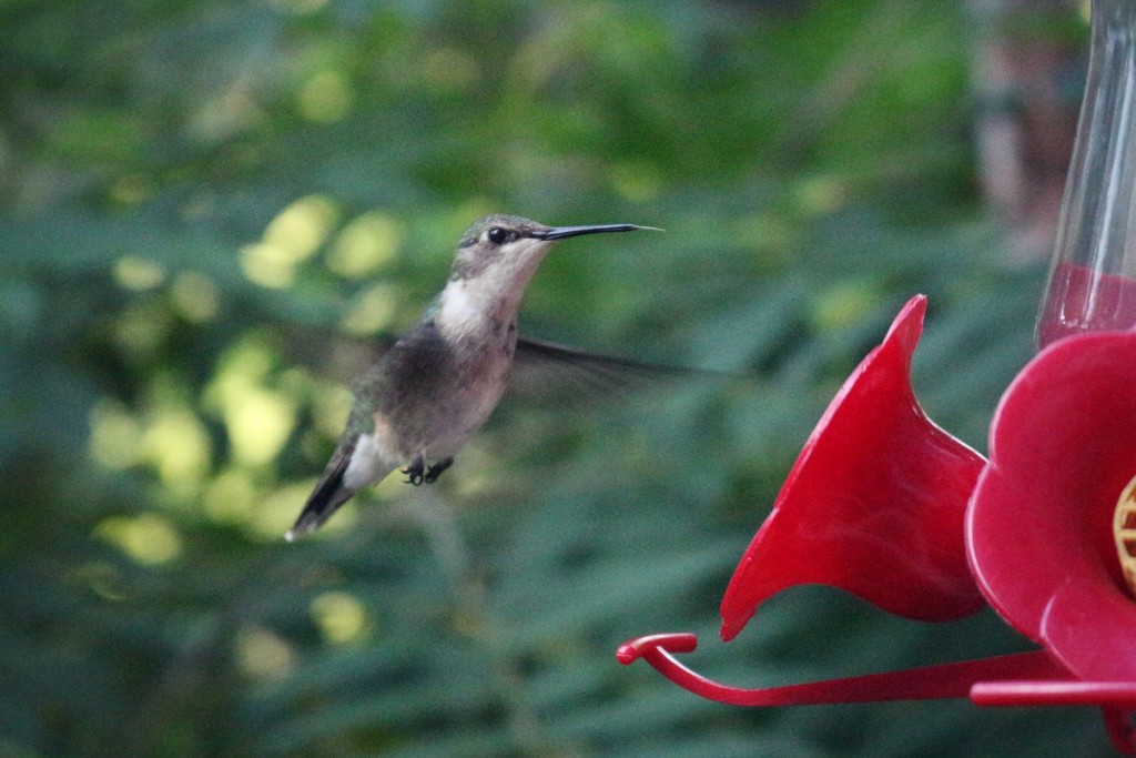 First Hummingbird Attempt by juliedduncan