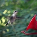 First Hummingbird Attempt by juliedduncan