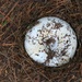Donut with Sprinkles by juliedduncan
