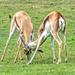 Gif - Springbuck locking their horns and testing their strength! by ludwigsdiana