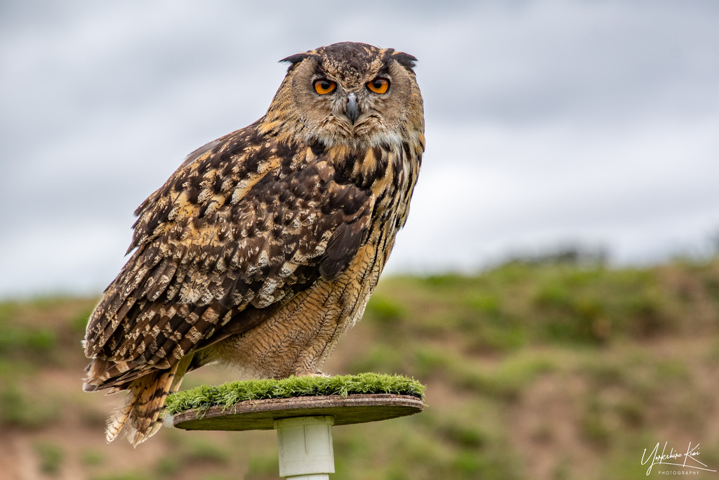 Eagle Owl by yorkshirekiwi