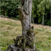 Tree Carving by pcoulson