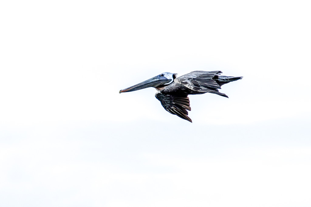 Pelican in flight by danette