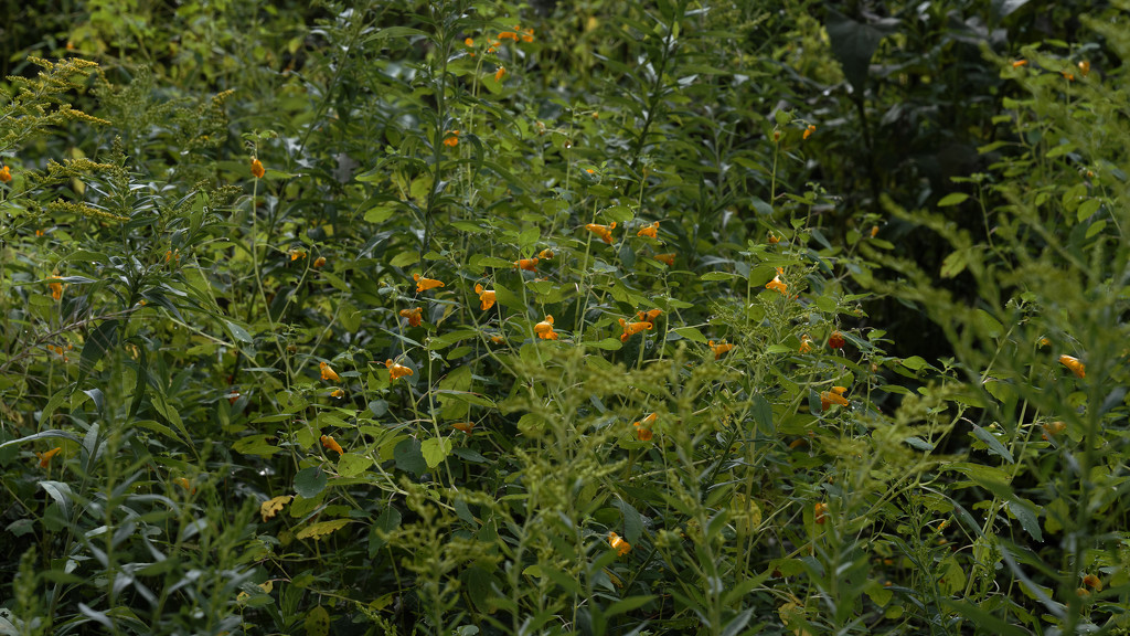 jewelweed patch by rminer
