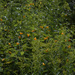 jewelweed patch by rminer