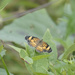pearl crescent by rminer