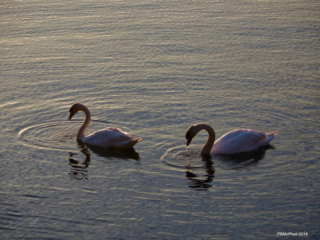 Two Swans by selkie