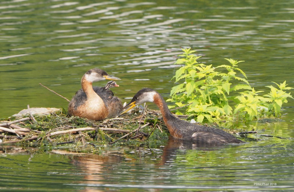 The Grebe Family by selkie