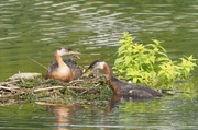 18th Aug 2018 - The Grebe Family