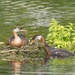 The Grebe Family by selkie