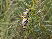 16th Aug 2018 - monarch caterpillar