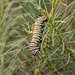 monarch caterpillar by aecasey